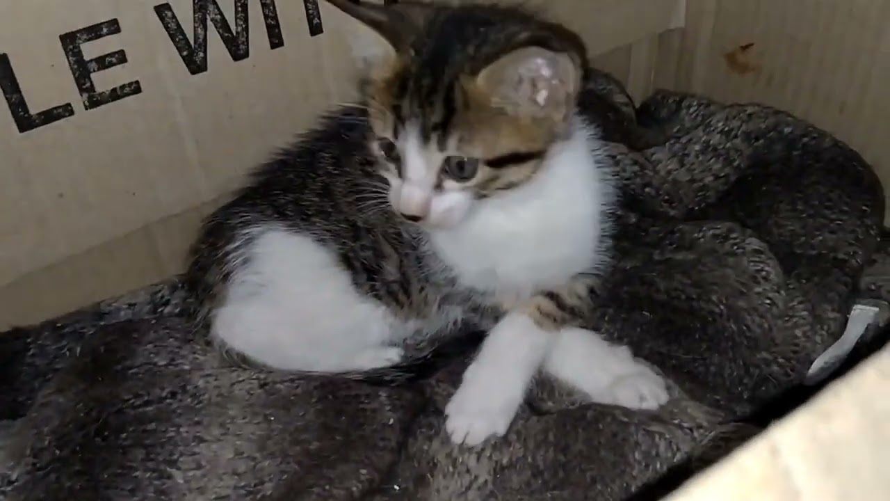 Why This Mother Cat Is Acting Lost and Strange With Her Kittens 😿🐾
