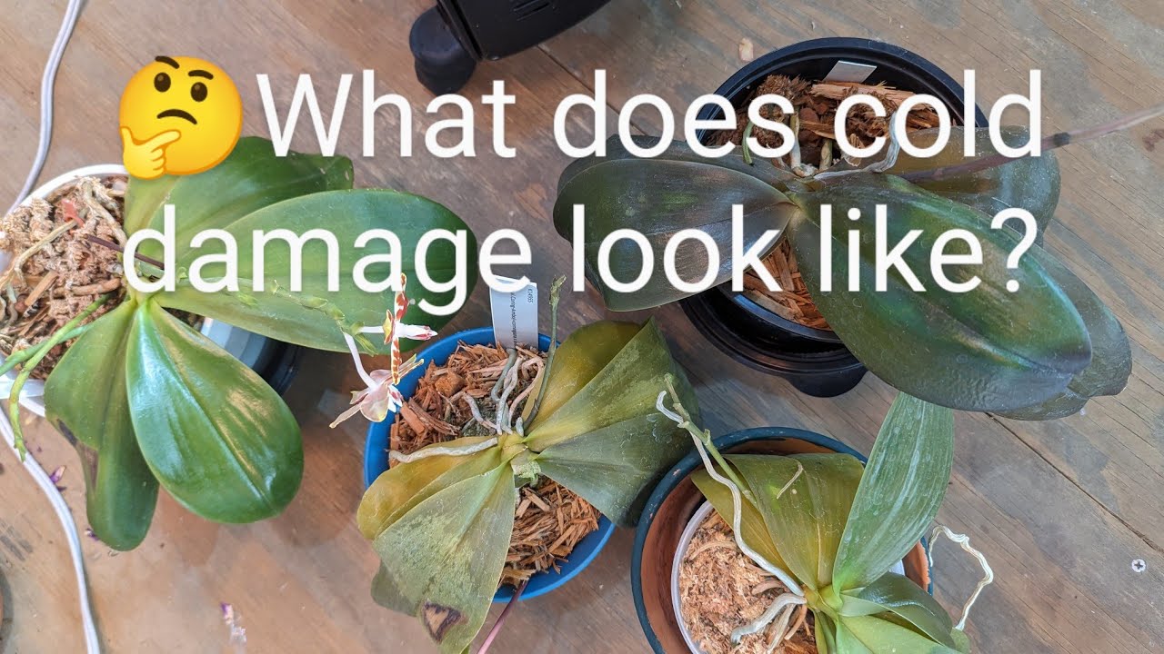 Cold Damage!!! Watch out for these signs on your orchid/ plant leaves!