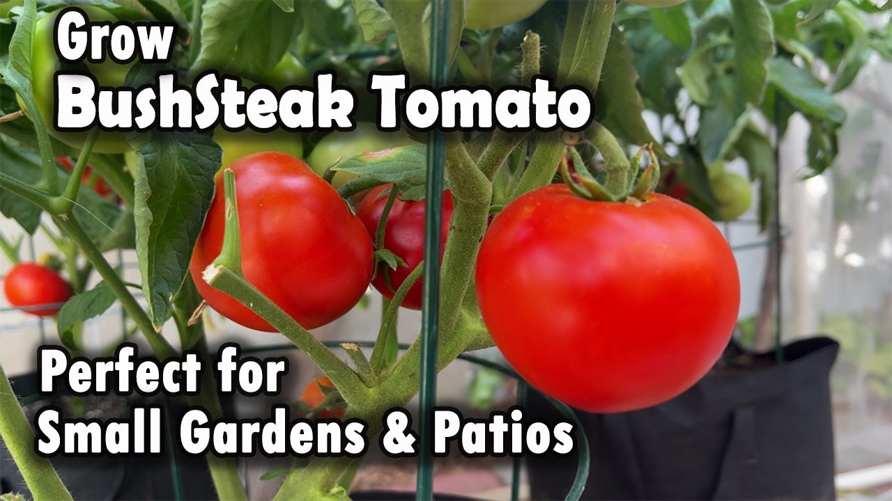How to Grow Perfect Tomato in Small Gardens and Patios | From Seed to Harvest (BushSteak Tomato)