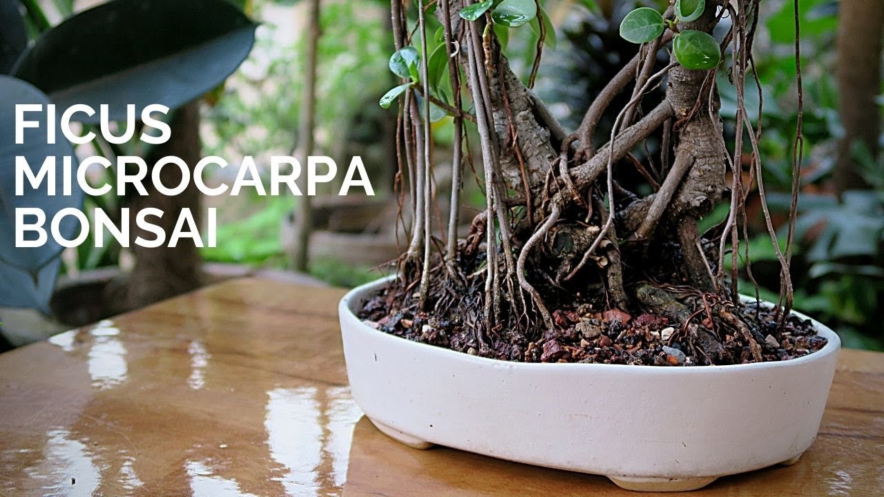 Ficus Microcarpa Bonsai - light pruning and repotting || Ficus Green Island