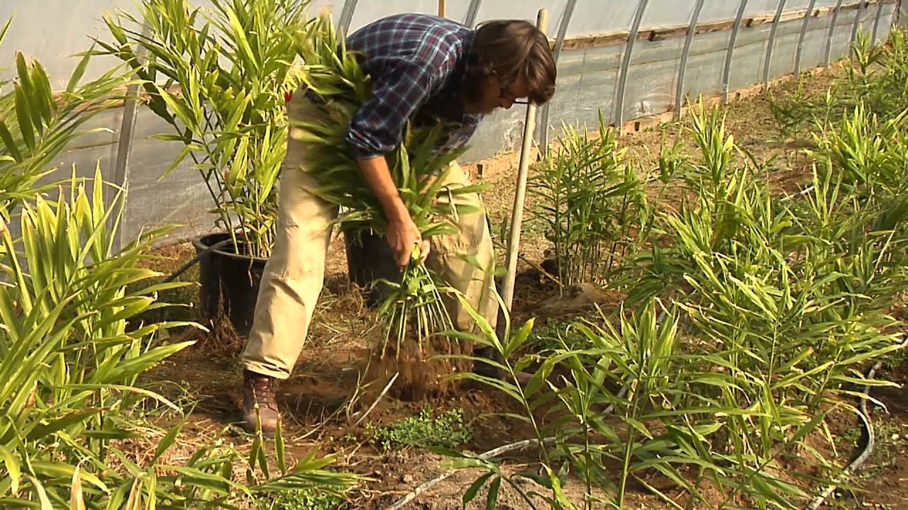 Growing Ginger - From the Ground Up