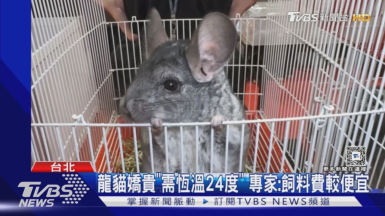 萌寵不便宜! 毛茸「龍貓」$30萬 「無毛鼠」最貴8千｜TVBS新聞 @TVBSNEWS01