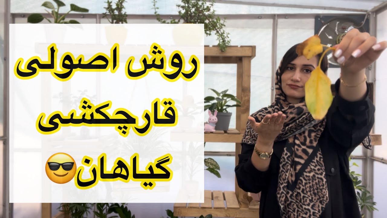 دلایل قارچی شدن گیاهان/روش اصولی قارچکشی گیاه/درمان گیاه😎