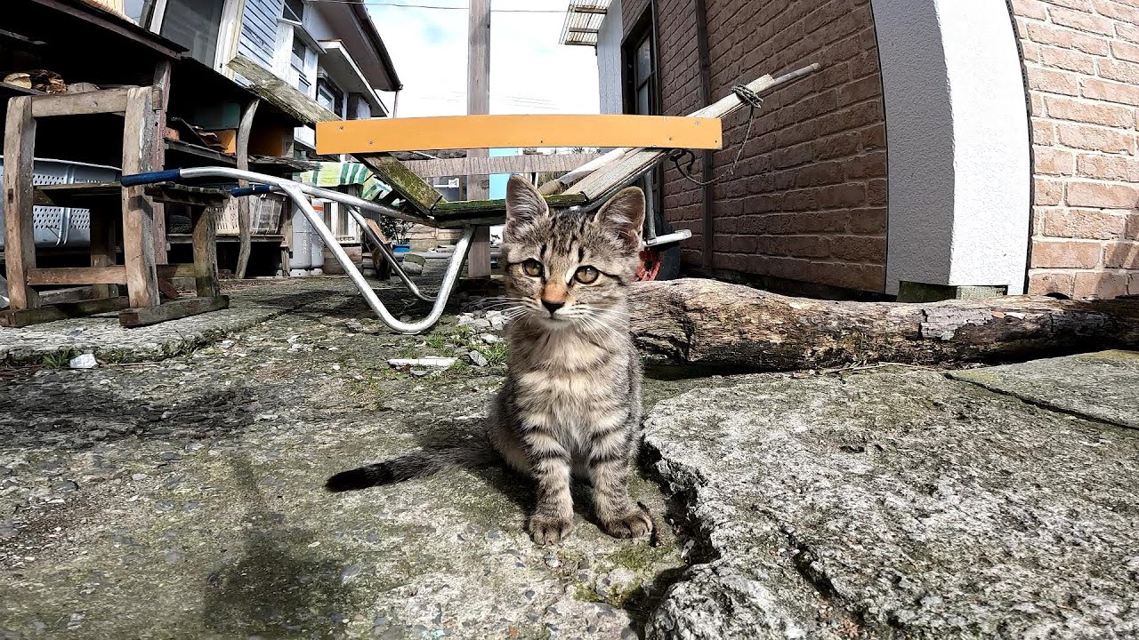 【田代島】【猫島】子猫がかわいすぎる