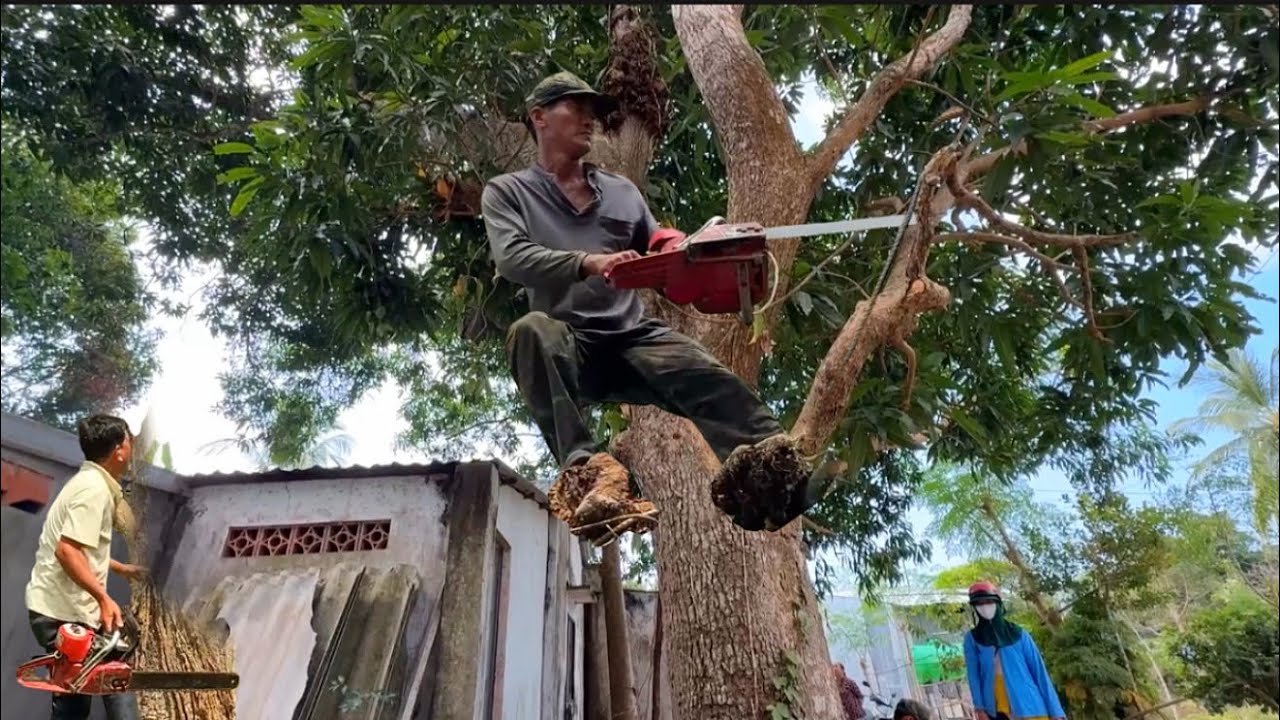 Chú tính cưa cây xoài rất to ngã nghiên lên nóc nhà hạ rất khó # Bangcuacay