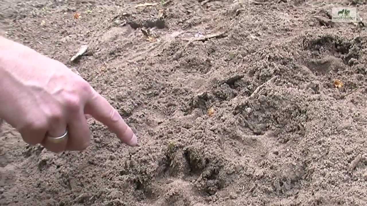 Wölfe Fußabdruck Wolf Gangart des Trabes Hund geschnürten Trab - Wolfcenter - by schuhplus