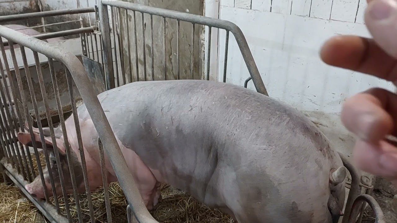 //Глорія 🐖🔥- запліднення,щоб все було тіп топ я роблю так//
