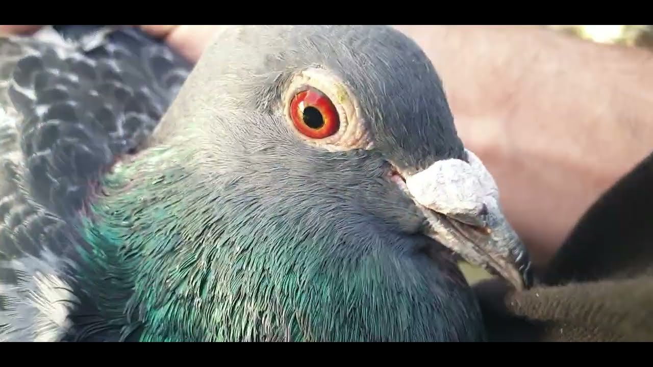 🔥 Twoje Gołębie Też Mogą Być Tak Zdrowe &ndash; Zobacz Efekt AscaPillarCocci 