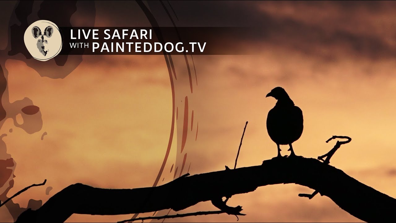 LIVE Safari Sponsored by the Painteddog tv Pack | 25 December 2024