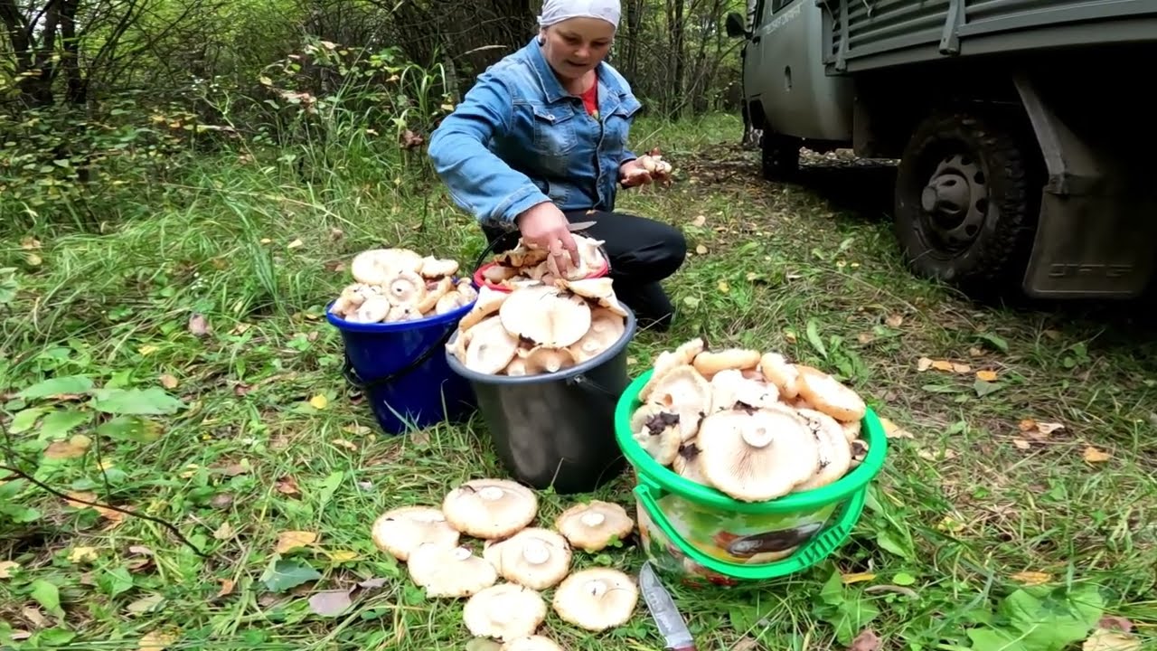 Вторая поездка за мохнатыми груздями