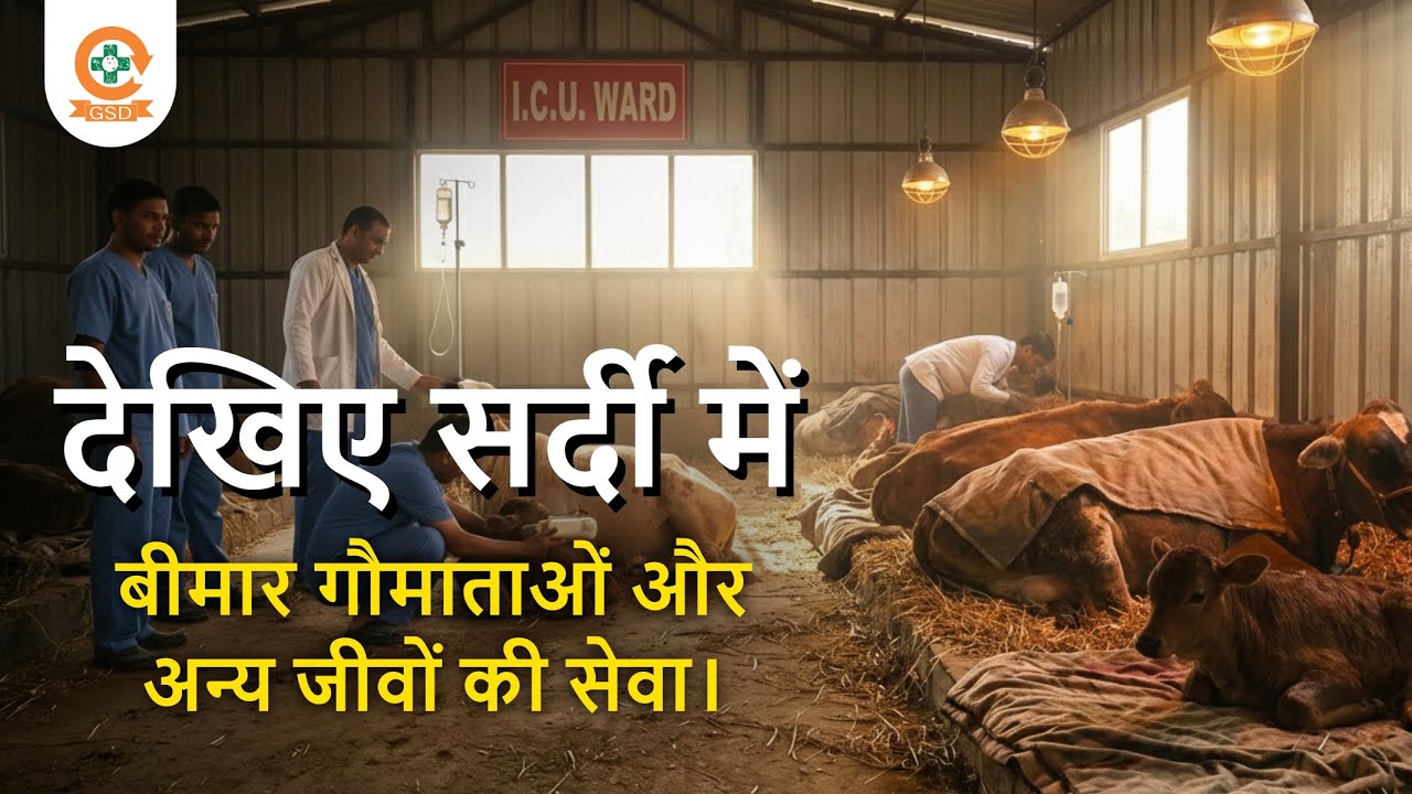 देखिए कैसे सर्दी में गौ सेवा धाम, बीमार गौमाता और अन्य बेज़ुबान जीवों की निःस्वार्थ सेवा कर रहा है।