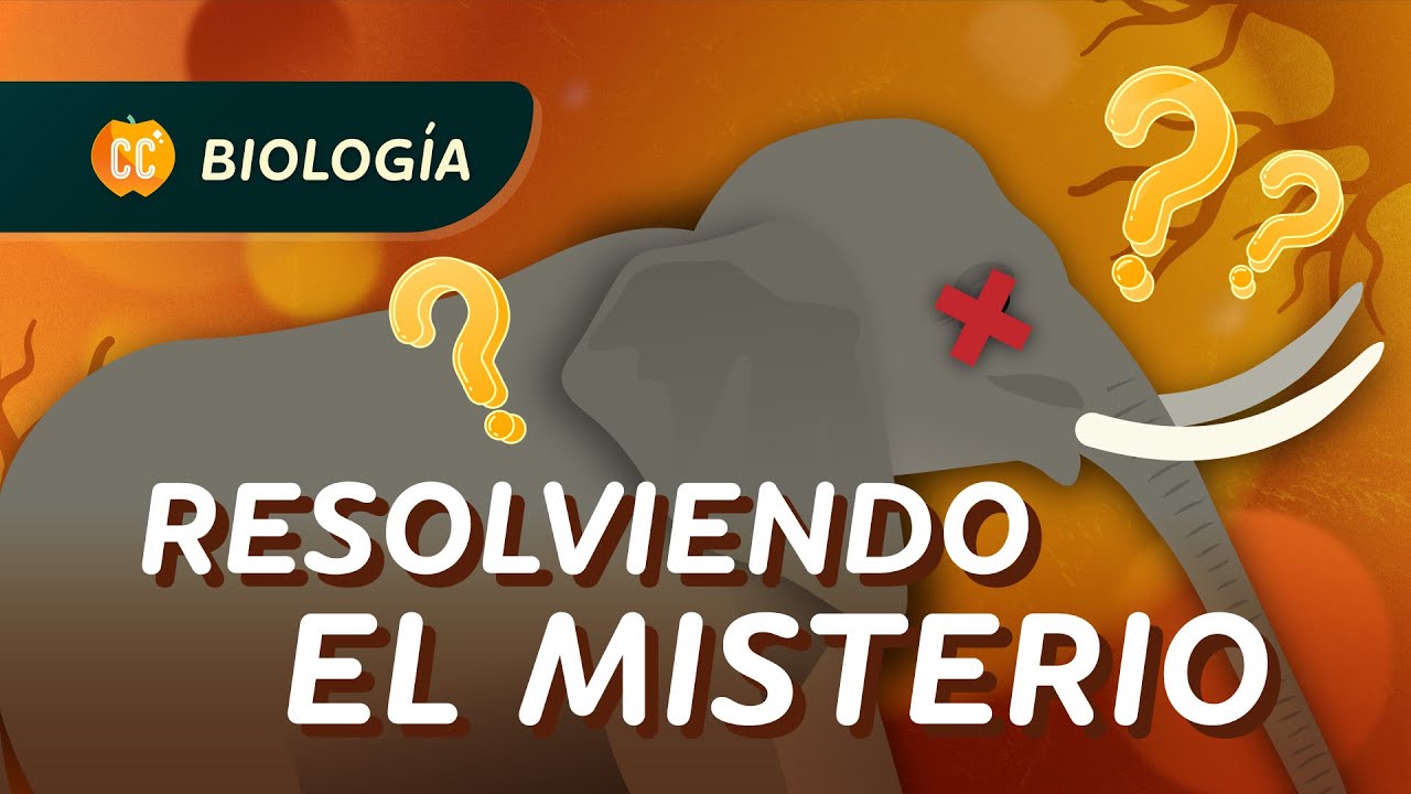 ¿Por qué murieron estos elefantes? (Introducción a la ecología): Crash Course Biología #5