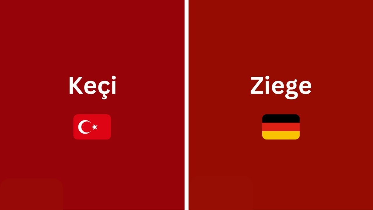 Türkçe ve Almanca Hayvanları Öğrenin | Hızlı ve Kolay Dil Dersi | Polyglot Cafe 🌍