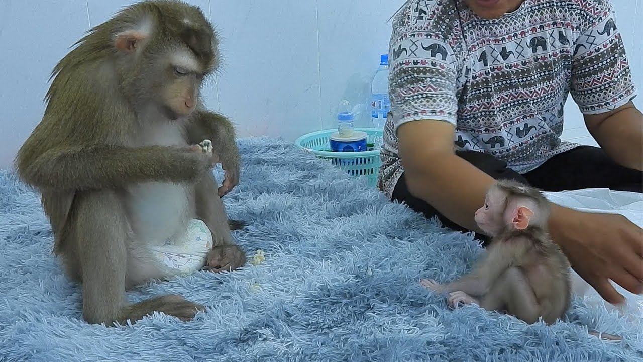 Newborn Luka Looking Mommy Luna Eats Sweetsop Fruit