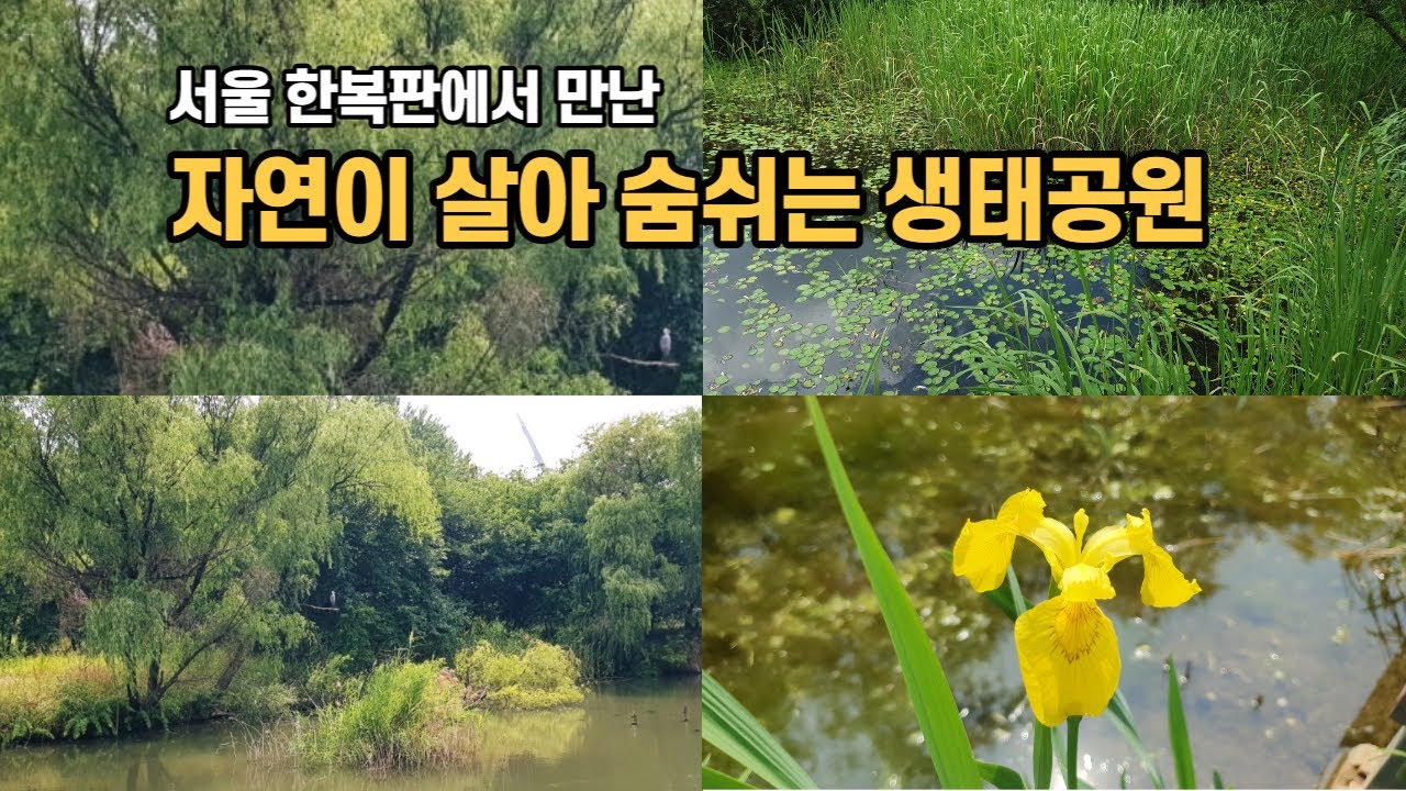 서울 한복판에서 만난 자연이 살아 숨쉬는 생태공원