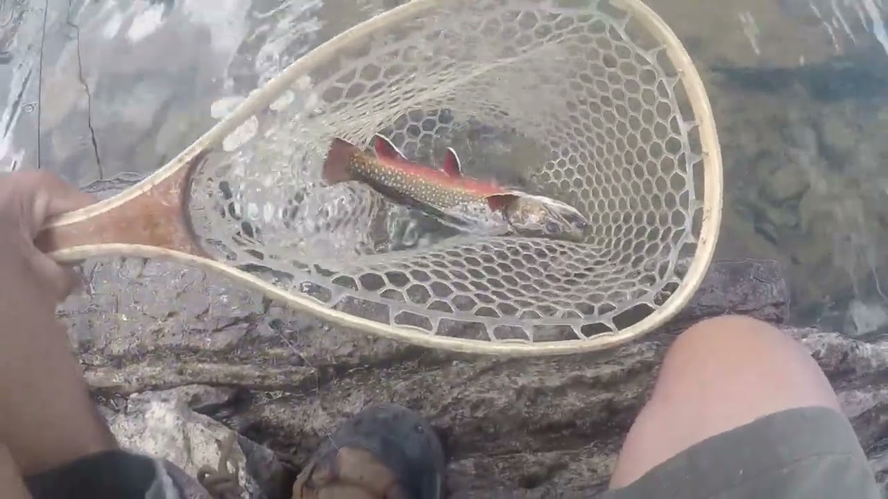 Real Nice Brook Trout at Gardisky Lake (Off Tioga Pass, CA)