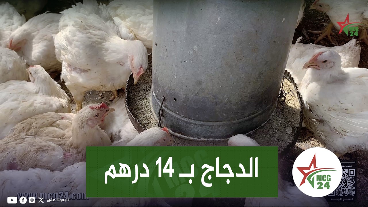 الدجاج بـ 14 درهم بفاس وتاجر يعد المواطنين الدجاج مزال ينقص فالثمن