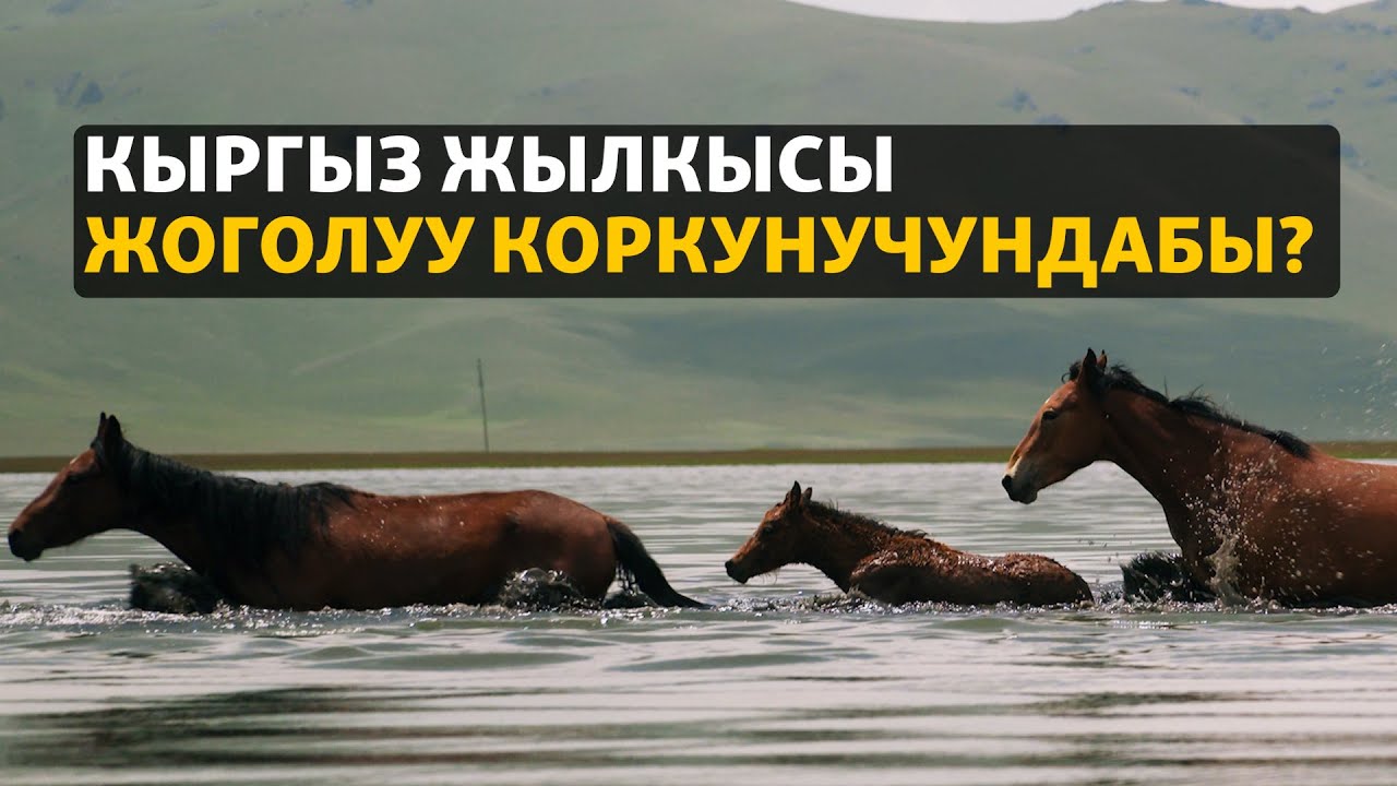 Кыргыз жылкысы жоголуу коркунучундабы? | ДАНИСТЕ