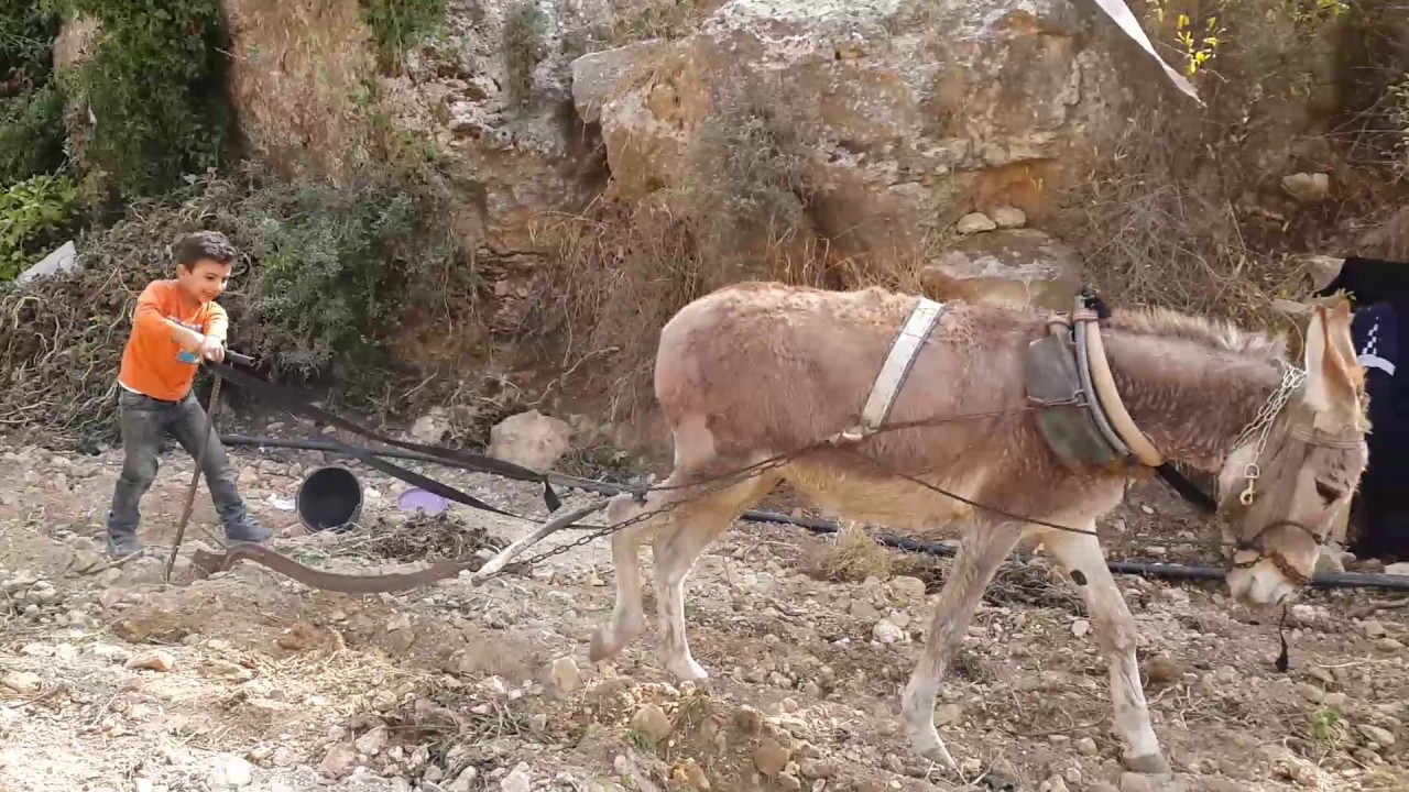 اصغر حراث في فلسطين mpg