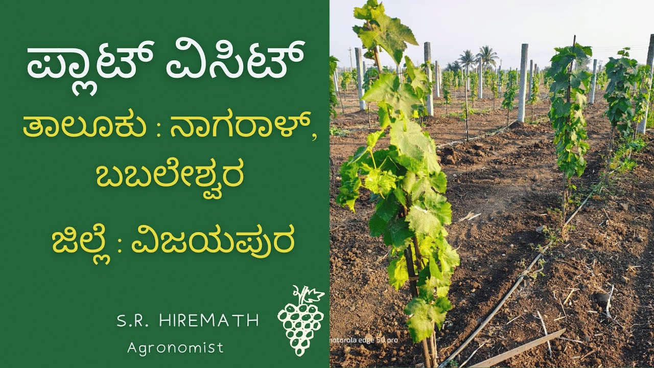 ದ್ರಾಕ್ಷಿ ಪ್ಲಾಟ್ ವಿಸಿಟ್ : ನಾಗರಾಳ್, ಬಬಲೇಶ್ವರ, ಜಿಲ್ಲೆ:ವಿಜಯಪುರ #farmer #farming#ದ್ರಾಕ್ಷಿತೋಟ#agriculture