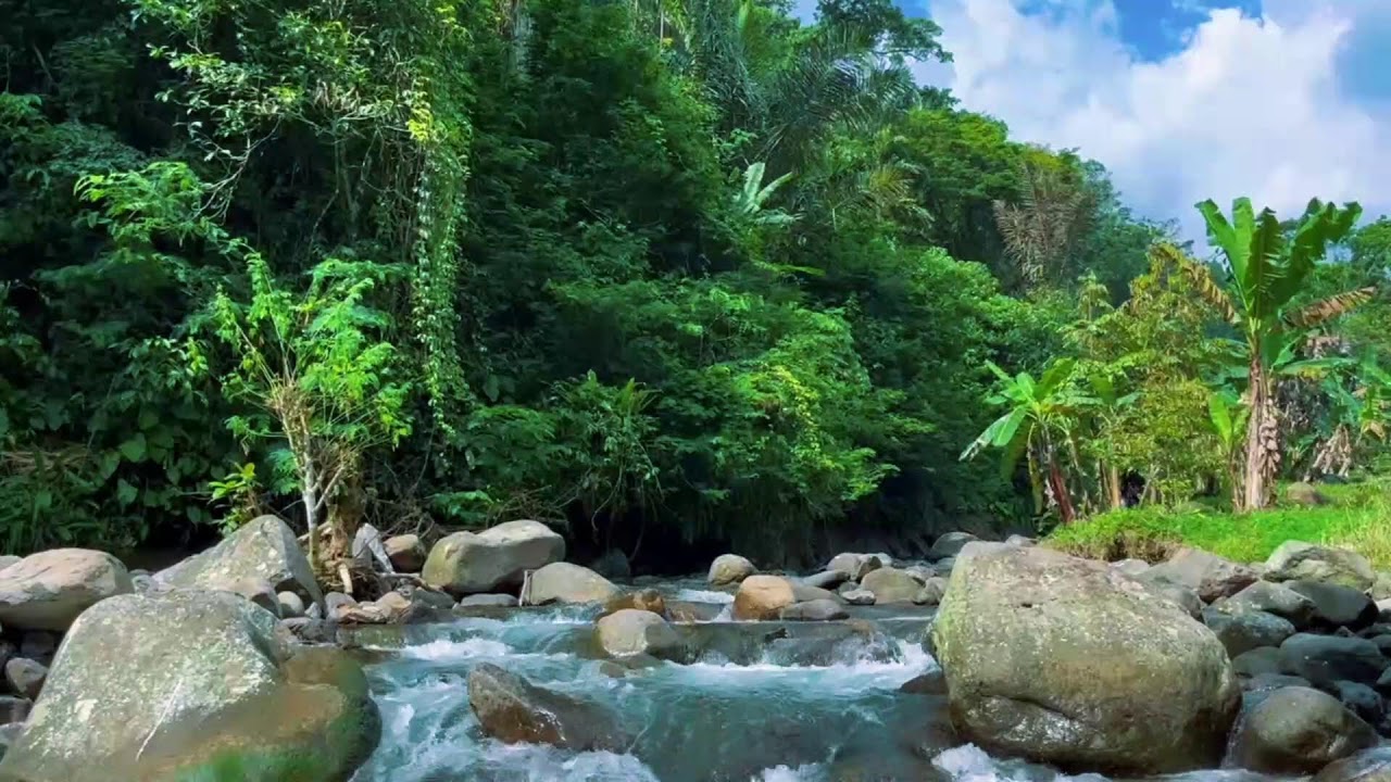 Forest Ambience Sounds with Stream and Birds,Healing Nature Sounds for Sleep and Relaxation,ASMR 113