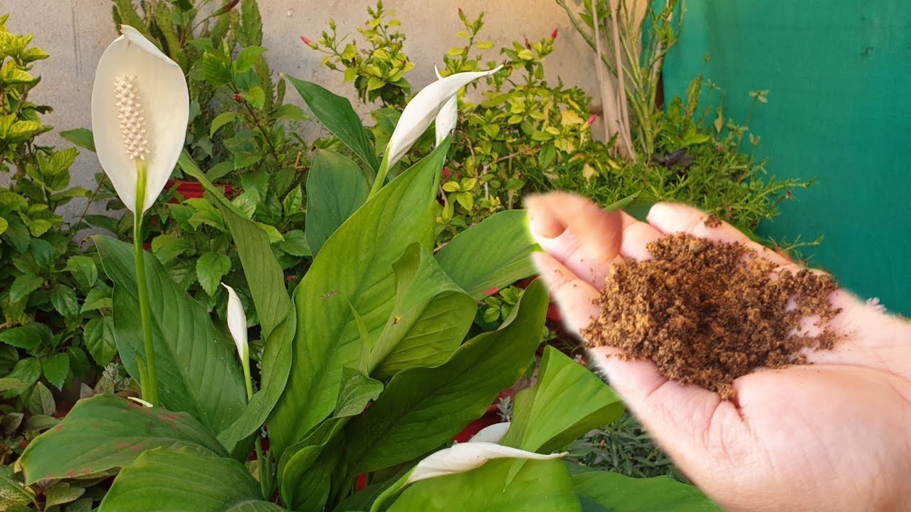 Peace Lily Not Blooming - What to Do? || Fun Gardening