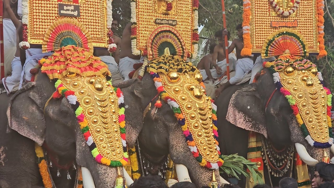ചീരംകുളങ്ങര പൂരം #2026 #shinkarimelam #aana #elephant #kunnamkulam #melam #crowd