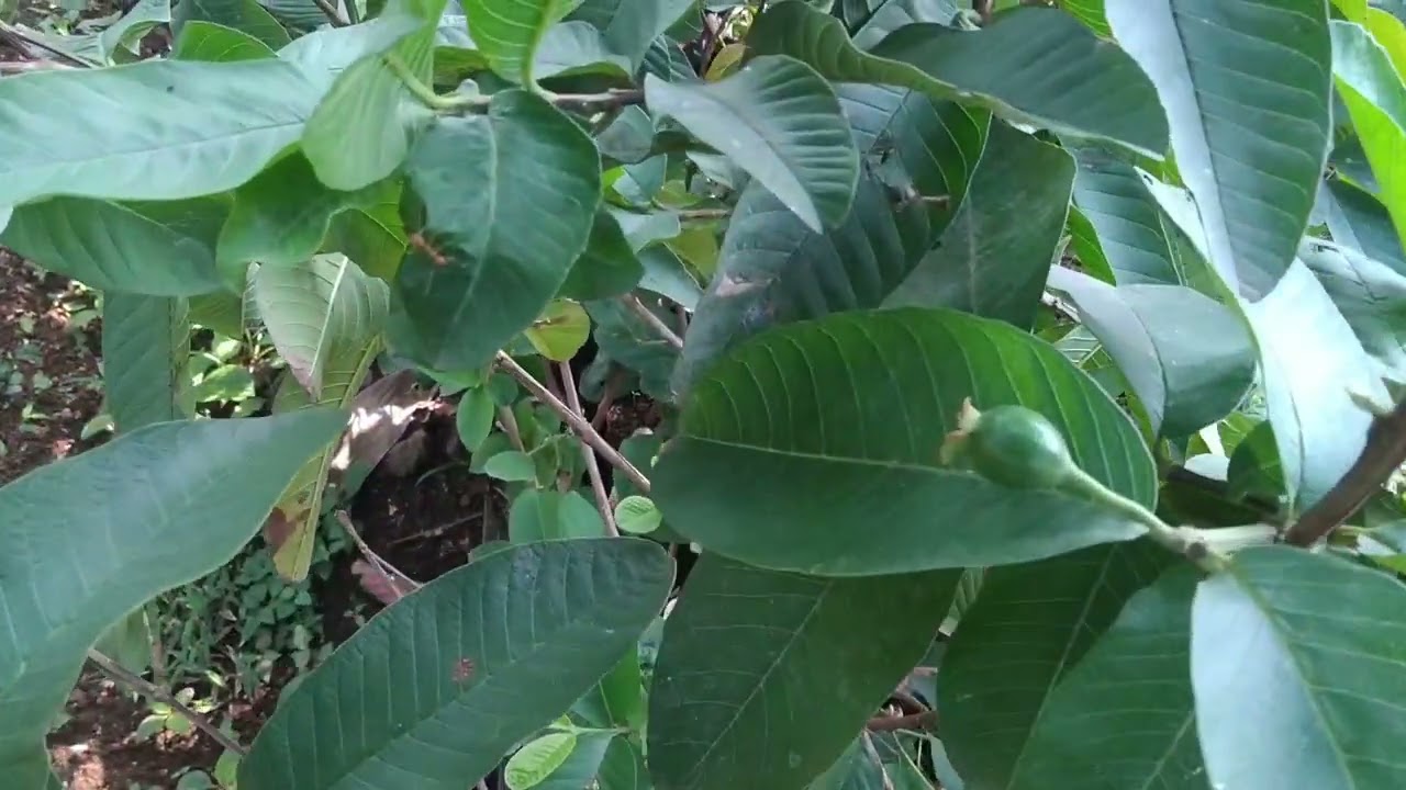 பழ வகை செடிகள் தேவைக்கு அணுகவும்