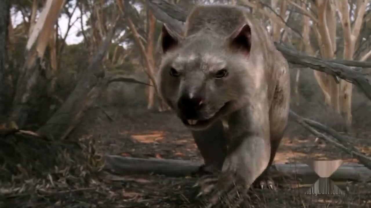 Death Of The Megabeasts Documentary | Australia The First Four Billion Years | Strange Creatures