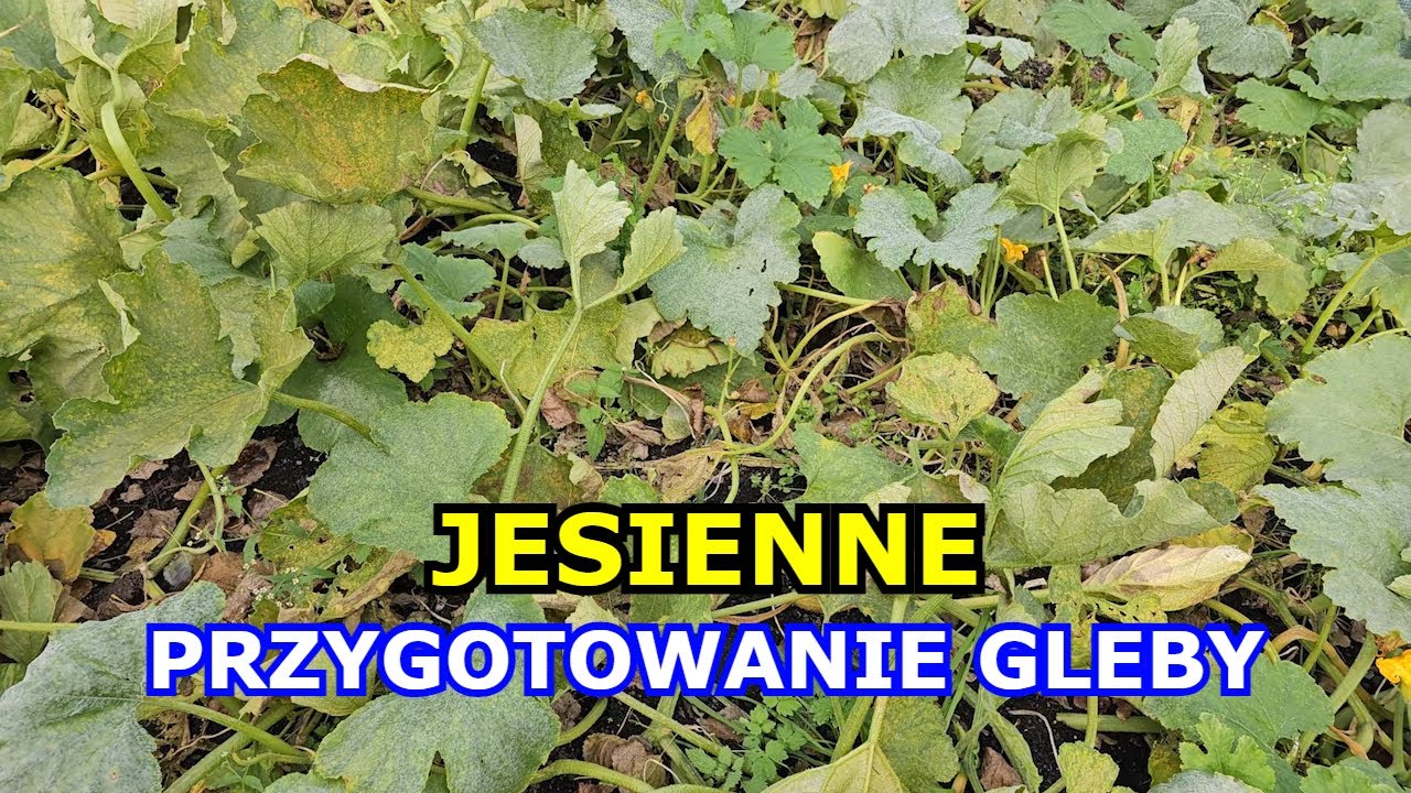 WAŻNE Jesienne Przygotowanie Gleby pod Warzywa. Wapnowanie pola, Nawożenie, Obornik, Kompost.