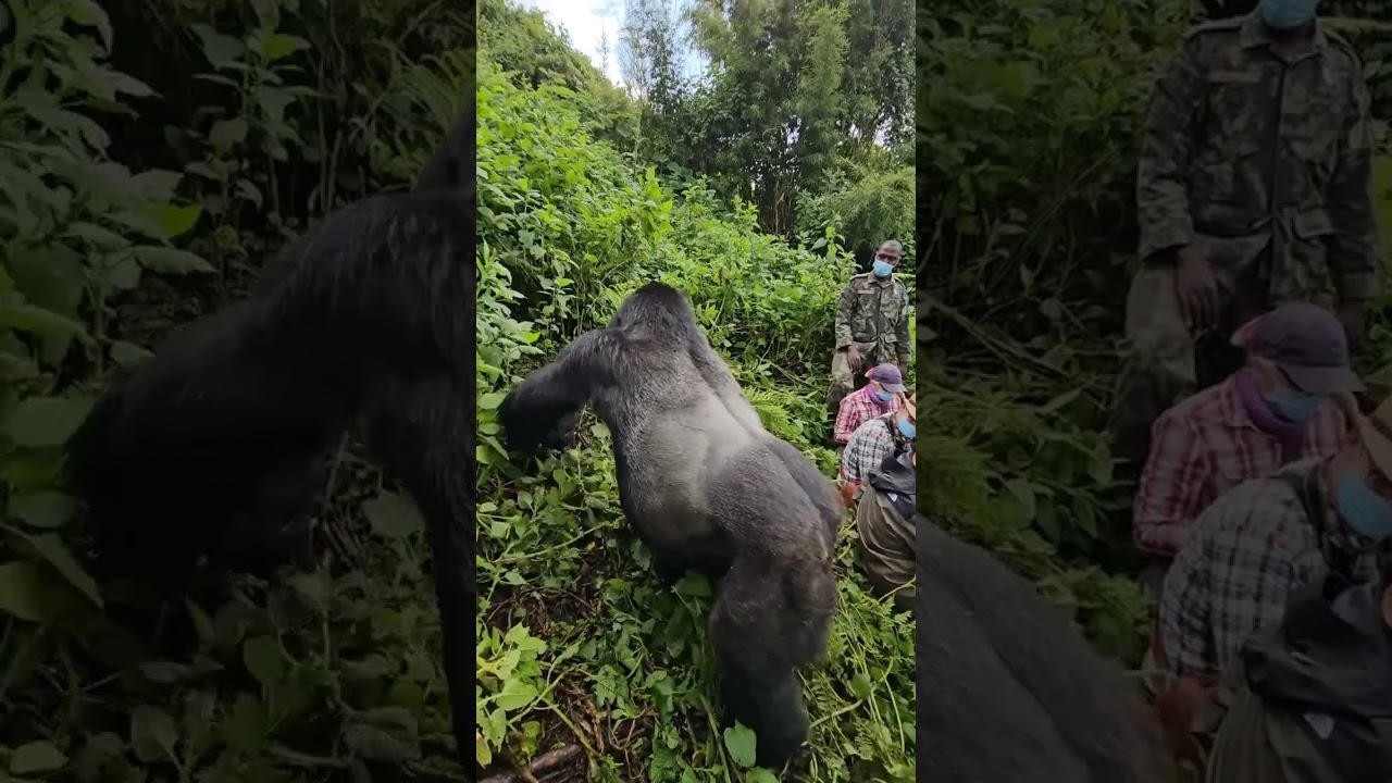 Gorilla trekking Uganda #adventure #adventureexploring #wildlife #wildlifephotography #bwindi