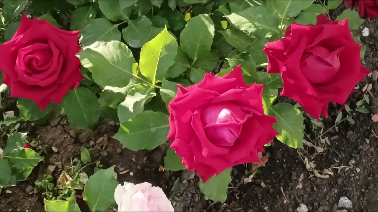 ROSES dream 🌹🌹🌹🌺🐝