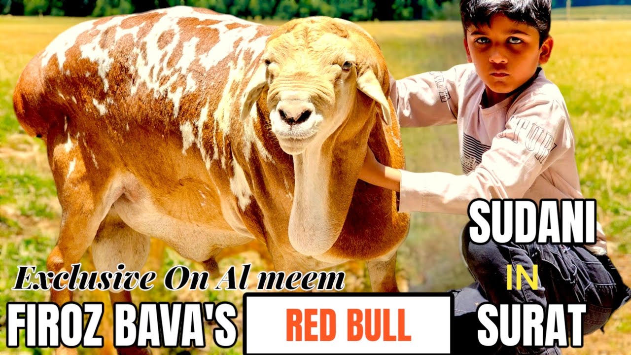 FIROZ BAVA' SUDANI SHEEP JODI | FIRST TIME IN INDIA EXCLUSIVE ON AL MEEM | SURAT