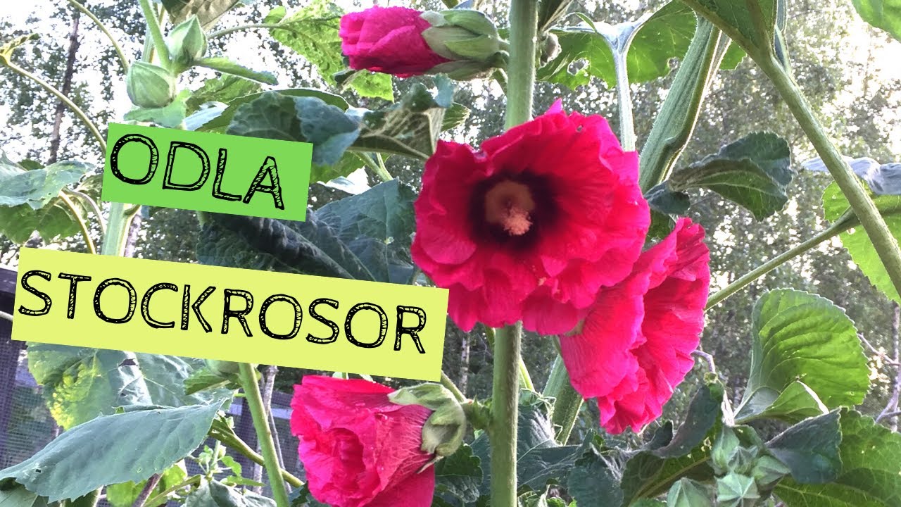 ODLA STOCKROSOR - Så fröna tidigt för blomning av stockrosor samma år. Såhär gjorde jag.