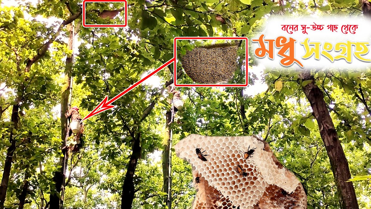 Honey Hunting From Forest।বনের মৌচাক থেকে মধু সংগ্রহ।বনের সু-উচ্চ গাছ থেকে যেভাবে মধু সংগ্রহ করা হয়।