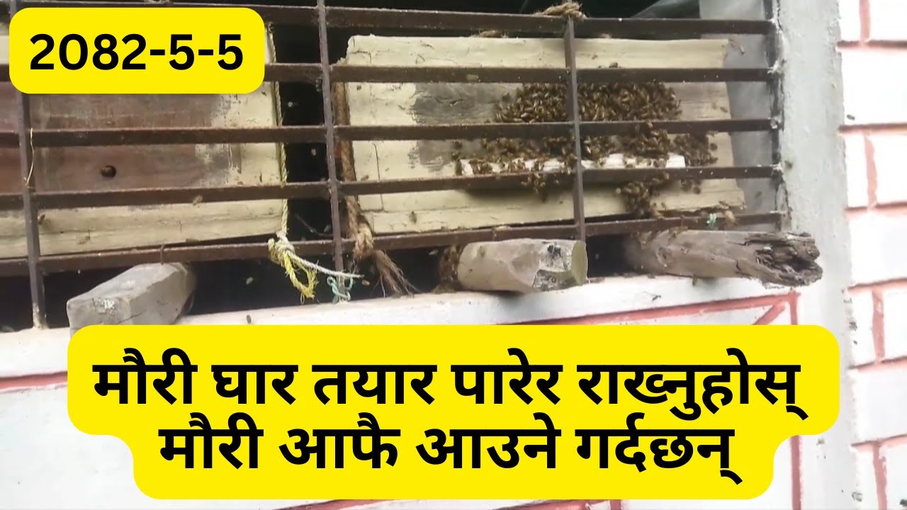 प्रकृतिको पुनरागमन mauri afai aayeko Nature Finds Its Way Back 🐝🏡Real nature wonder l All in One
