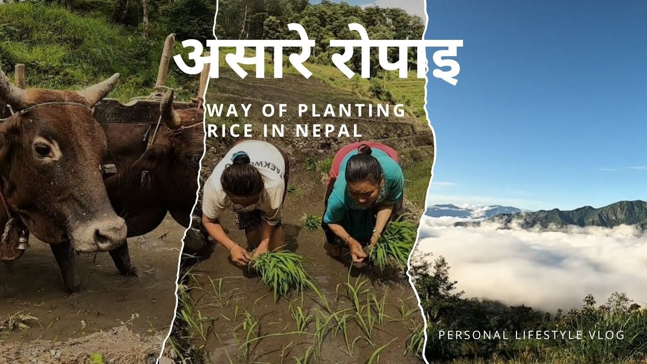 Way of planting Rice in Nepal || Aasare Ropaai || असारे रोपाइ ||  #agriculture #riceplantation