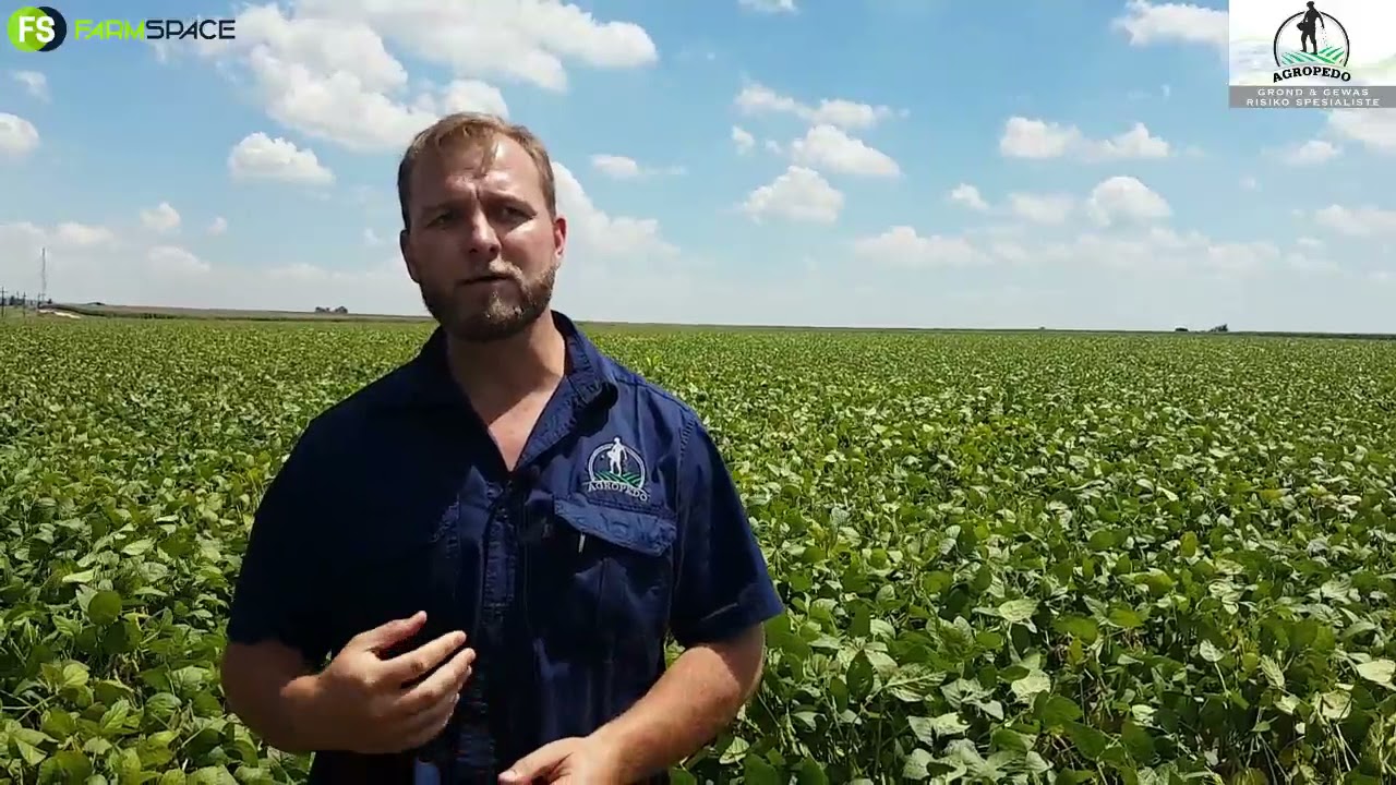 Modderbult Sojaboon Boeredag 2021 - Agropedo oor Soja Blaarontledings