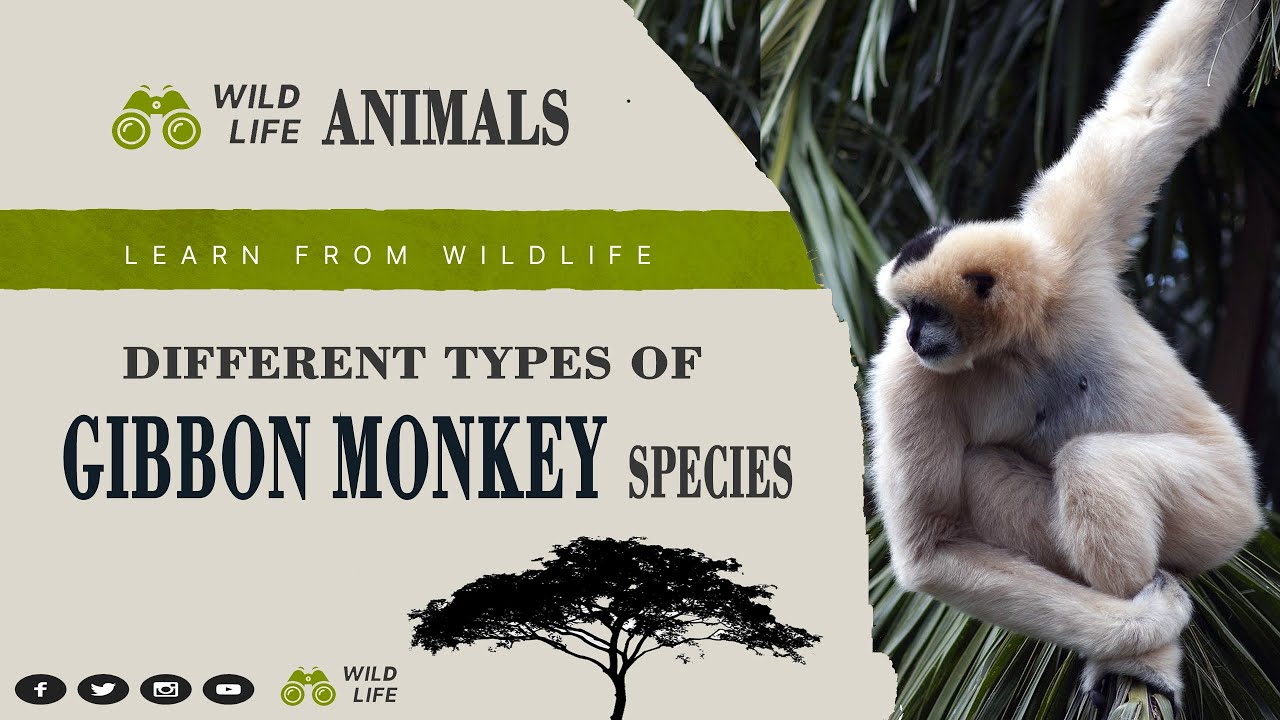 Gibbon Monkey II Different Types of Gibbon Monkey Species Name II Scientific Name ll Location ll