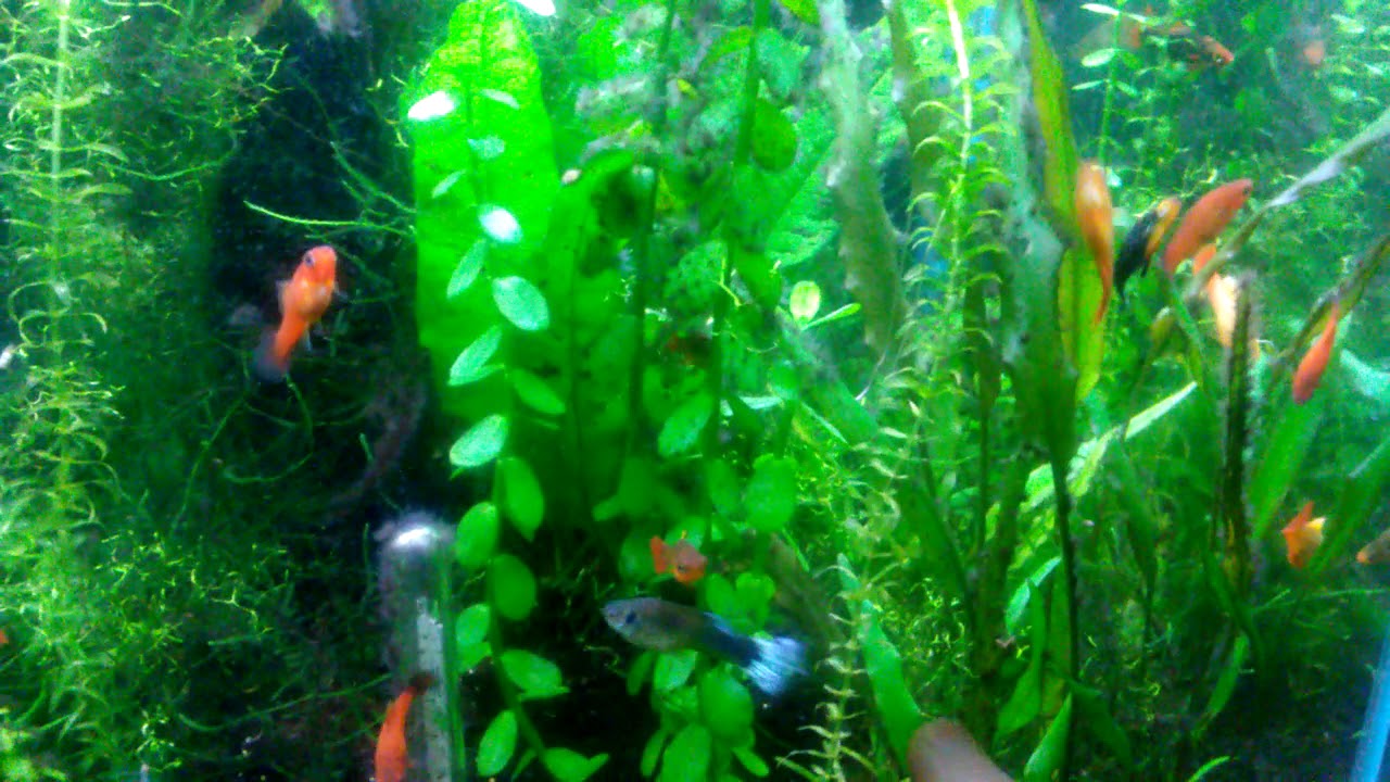Cryptocoryne Lutea Grown To Reach Surface In 16 Inch High Aquarium