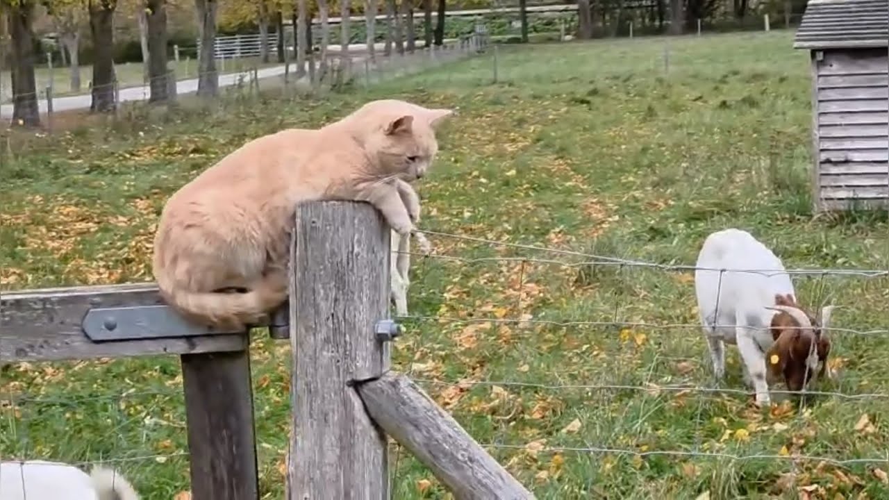 Cutest Animals in Town 🐐🐇🐈 | A Peaceful Day in Cities Animal Spot