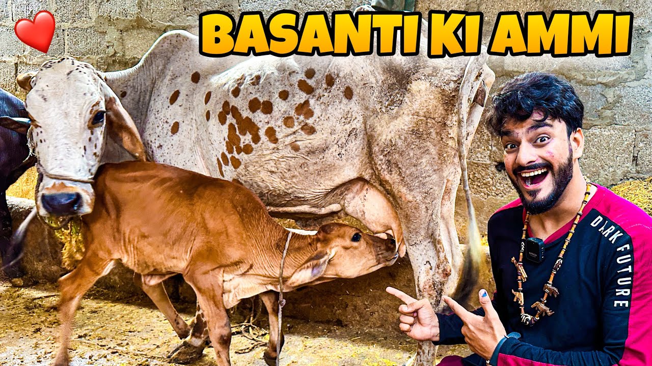BASNANTI KO USKI MAA SE MILWA DIA😍 | MY BABY COW