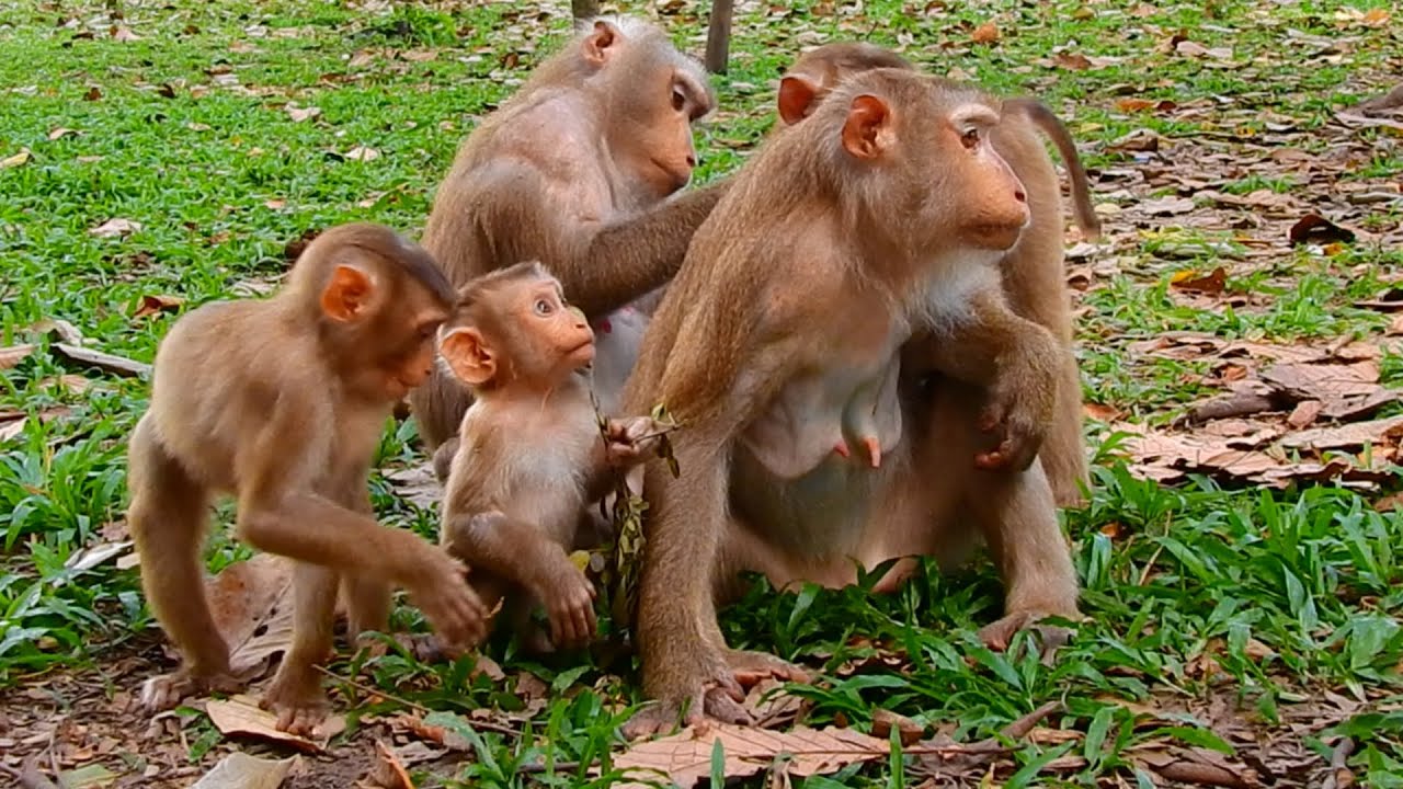 Fabulous Monkey Luna's Family Meeting, Nursing and Playing Happily Together