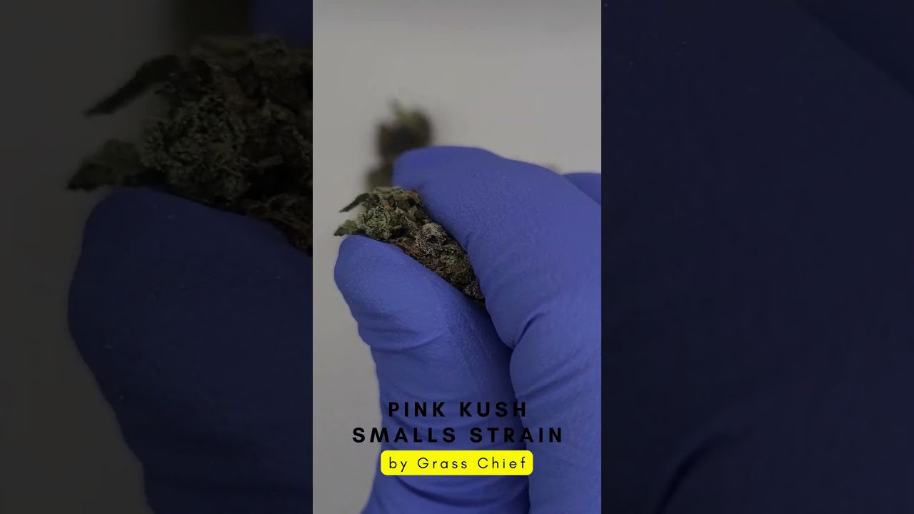 Pink Kush Smalls Strain by Grass Chief