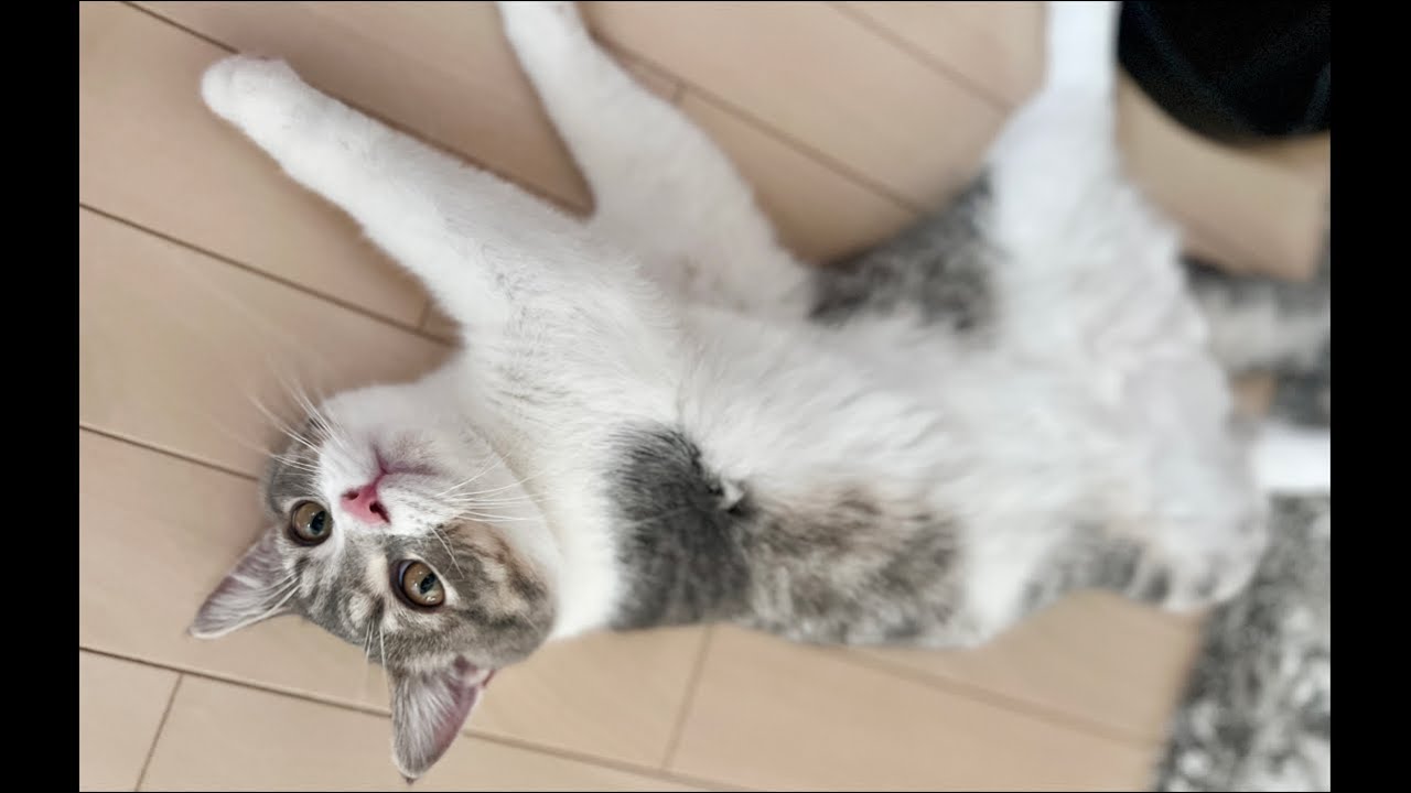 保護猫-子猫のごましお- が鳴いたら終了する生放送