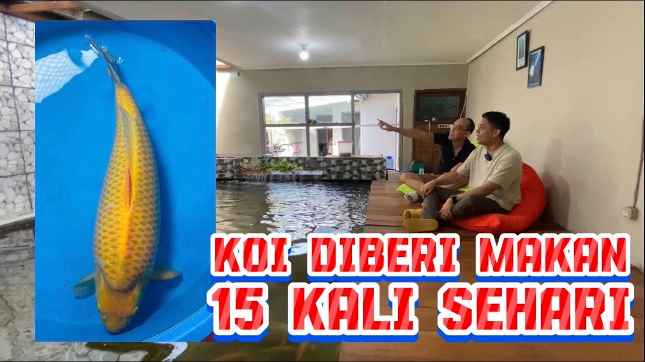 Agar Koi Cepat Besar Ala Dokter Gigi Surabaya | Koi Menjadi Jumbo