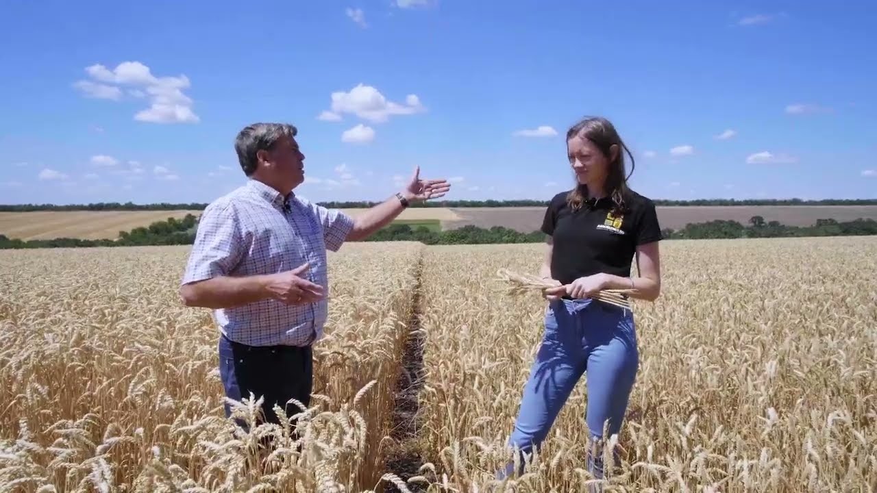 Recoltarea a 15 soiuri de grâu din 7 țări. Vezi rezultatele