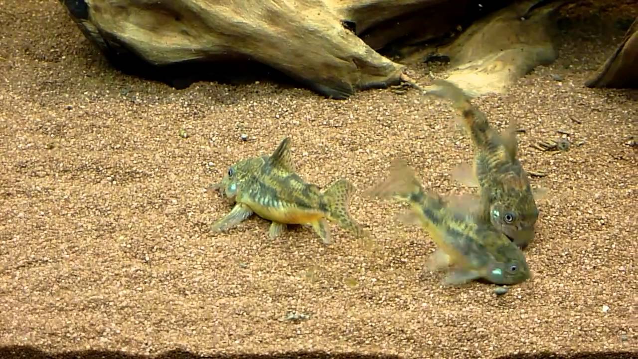 Corydoras paleatus