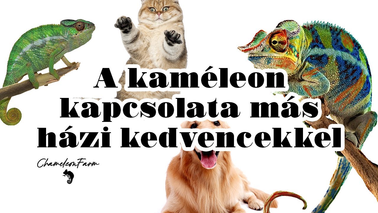ChameleonFarm - A kaméleon kapcsolata más házi kedvencekkel