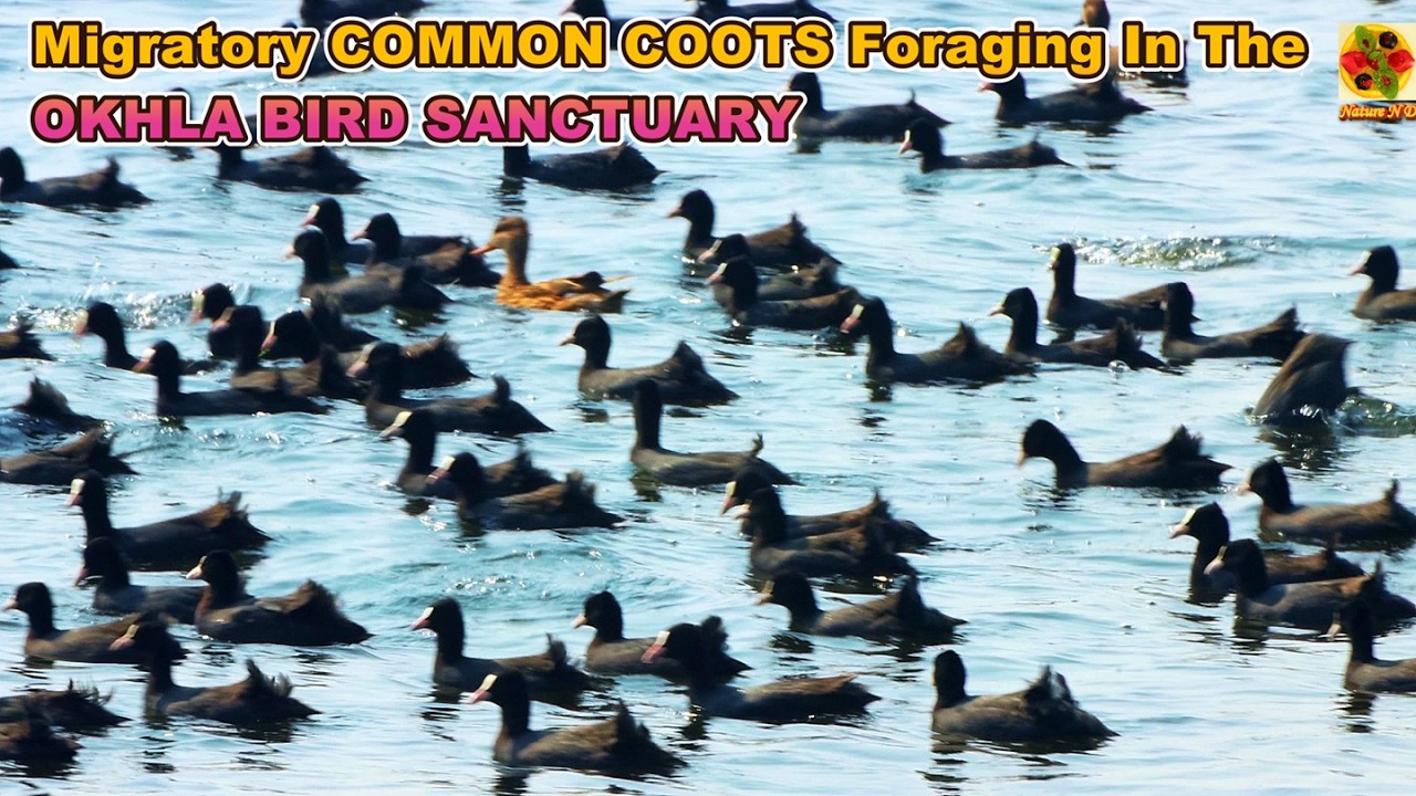 Birds. Coot. 